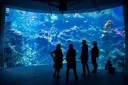 Sunday at the Aquarium