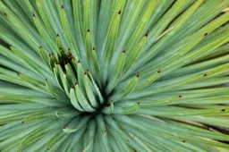 Agave in Green