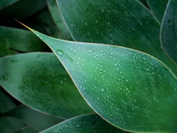 Agave After the Rain