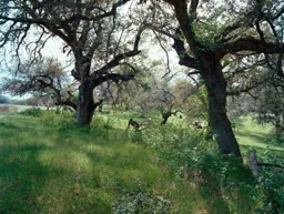 The Oaks at Santa Ysabel