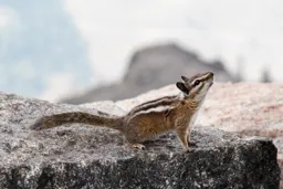 Chipmunk