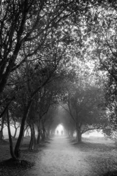 Foggy Morning at Iron Mountain