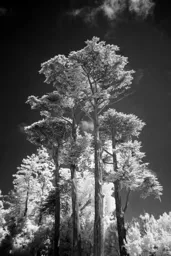 Tall Trees at Golden Gate Park