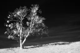 Sycamore with Mistletoe