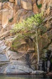 The Tree at Cedar Creek Falls