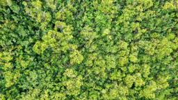 Green World