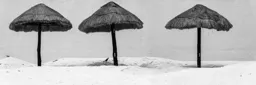 Three Umbrellas and a Bird