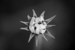 Emerging Flower