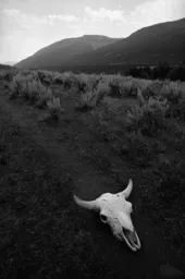 Buffalo Skull, Lamar Valley
