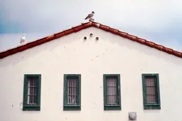 Anacapa Birds