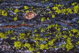 Green Moss on Silver Tree