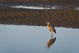 Shore Bird, San Francisco