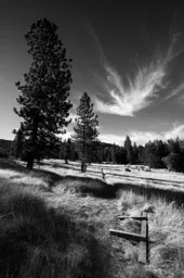 Palomar Mountain Meadow