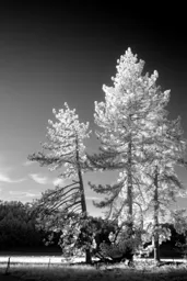 Late Afternoon at Mount Laguna