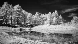 Late Fall on Mount Laguna
