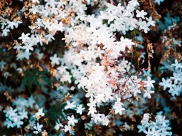Spring Flowers