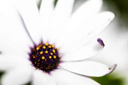 Daisy