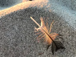 Feather and Sand