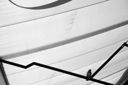 Innsbruck Bird