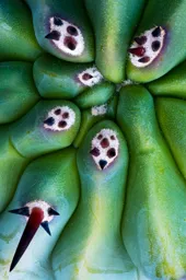 Cactus Detail