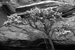 Capitol Reef Tree Under Snow