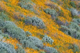 Hillside of Green and Gold